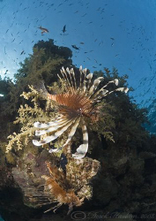 Lion fish at dusk. D200, 10.5mm. by Derek Haslam 